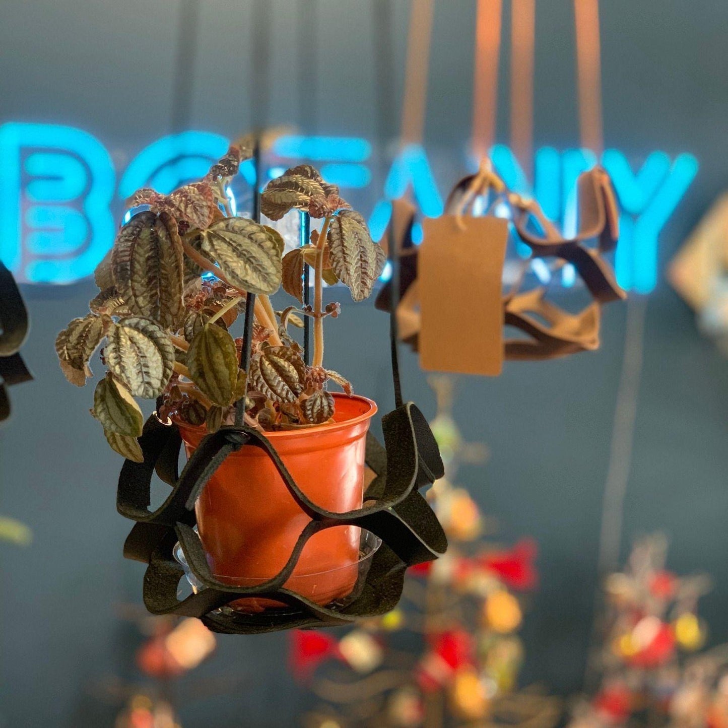 "The Honeycomb" Plant Holder