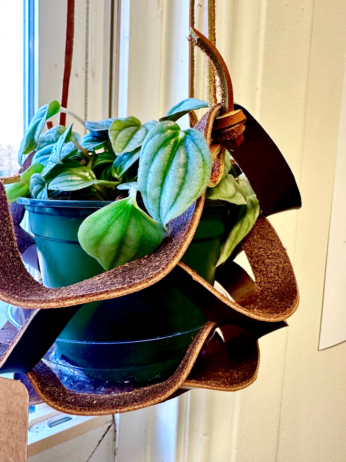 "The Honeycomb" Plant Holder
