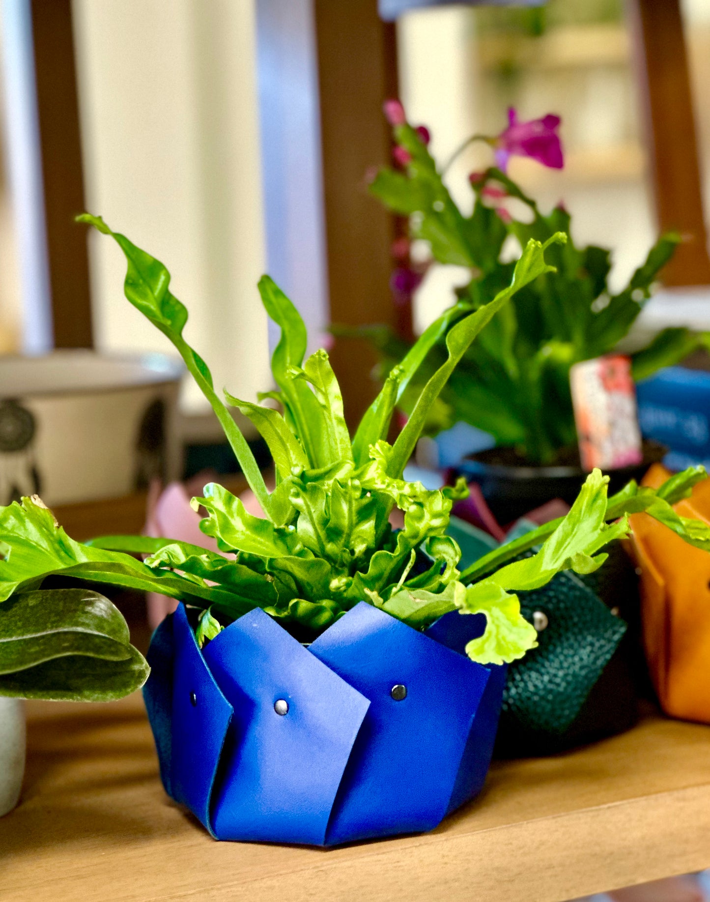 Plant Cozy