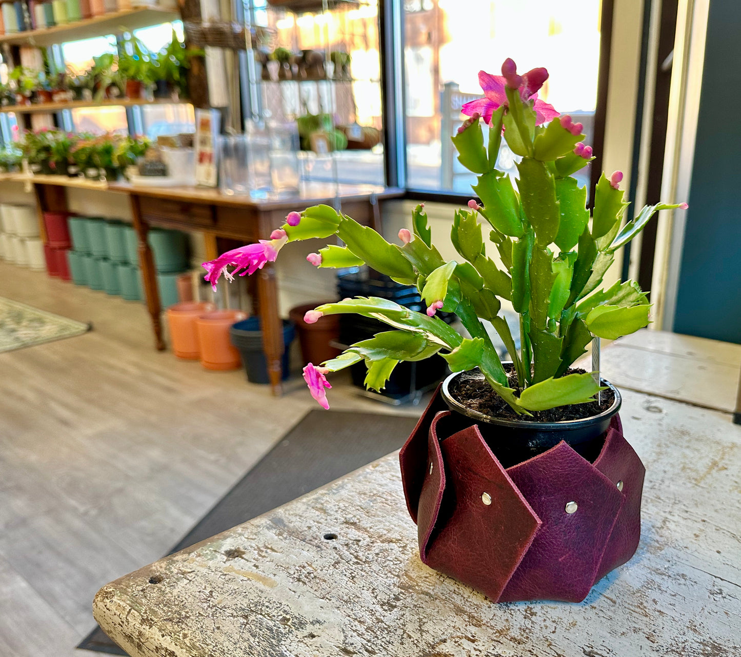 Plant Cozy